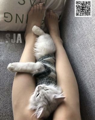 午夜福利视频免费网站_1080高清完整版
